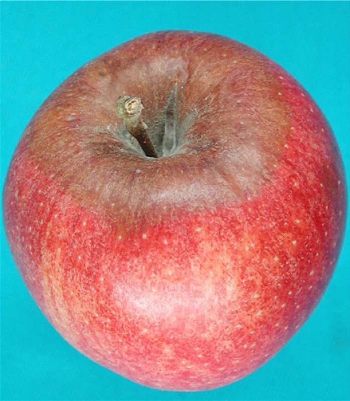 بیماری پوسیدگی کپک خاکستری سیب
