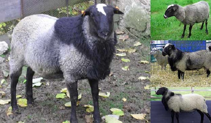 گوسفند نژاد رومانوف