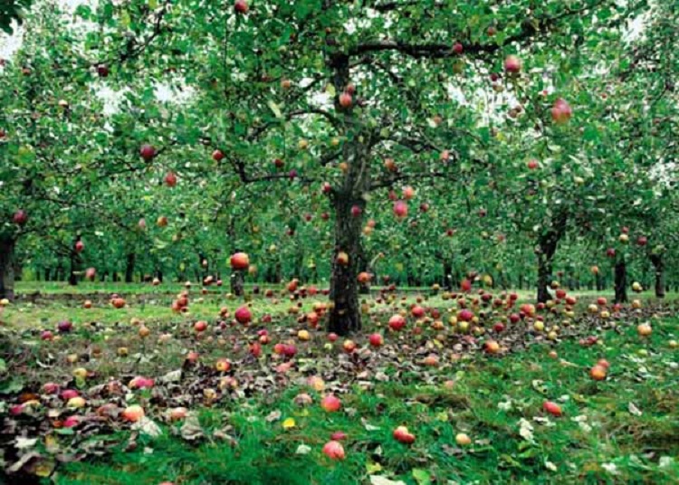 ریزش میوه سیب و گلابی