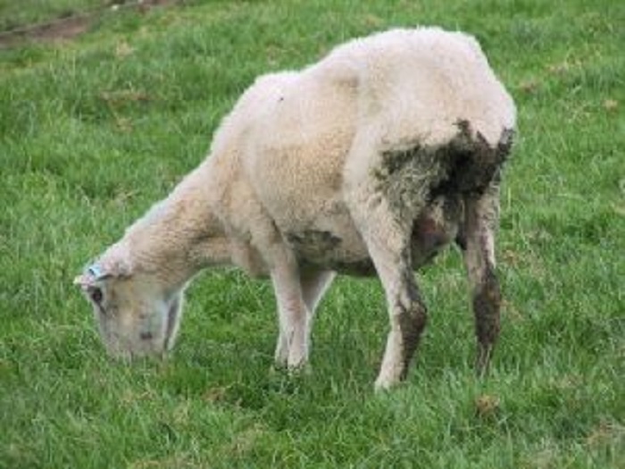 بیماری اسهال گوسفندان