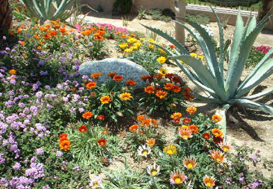 گل ها و گیاهان مخصوص مناطق گرمسیری