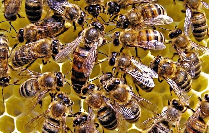 بیماری لوک آمریکایی زنبور عسل