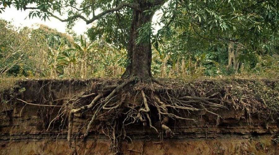 ریشه در درختان میوه