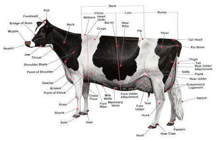 ارزیابی تیپ در گاو شیری