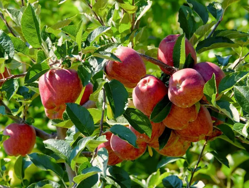 محلول پاشی سموم درختان سیب