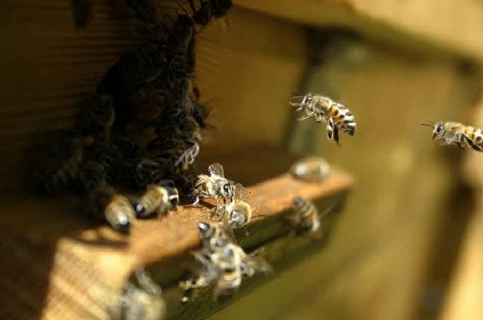 بیماری آکاریوز زنبور عسل