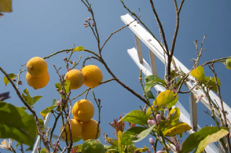 ریزش برگ های درخت لیمو