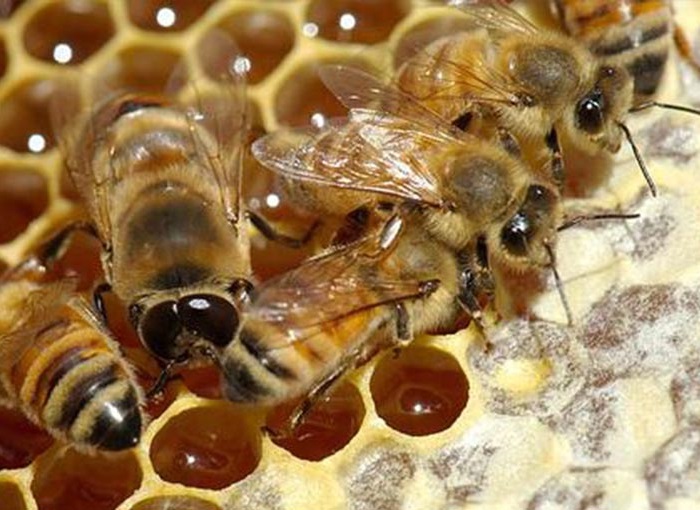 غارت کندوهای زنبورهای عسل