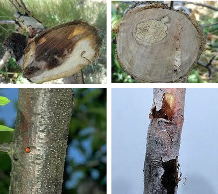 بیماری شانکر سیتوسپورایی درختان